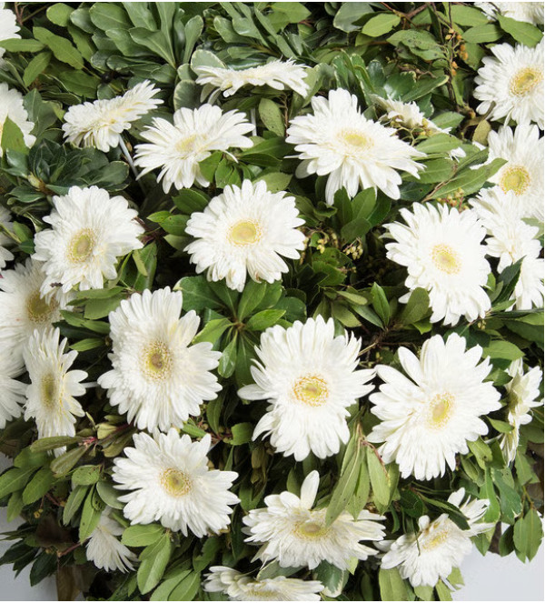 Beyaz Gerberalar Tek Katlı Çelenk